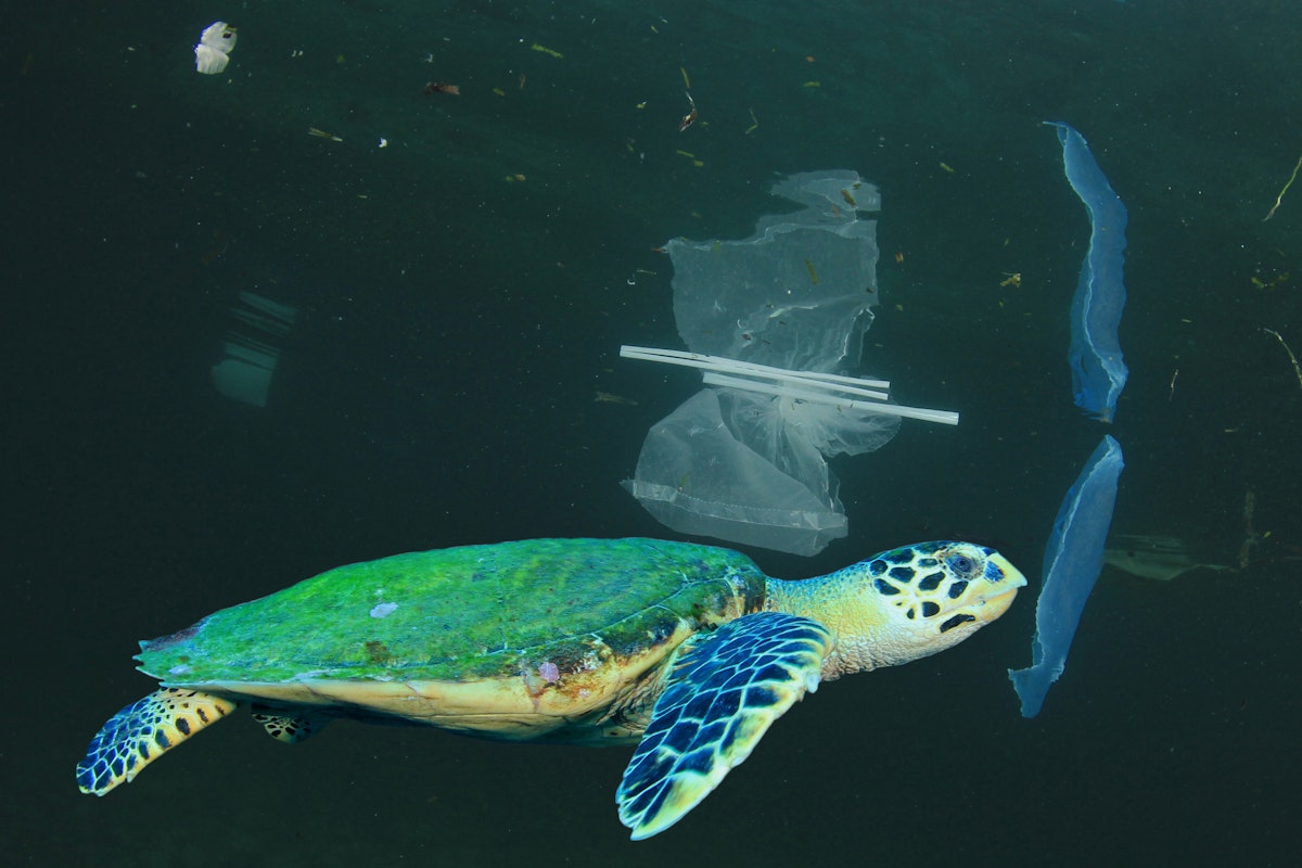 Plastové znečištění způsobuje v našich oceánech spoušť a narušuje křehkou rovnováhu mořských ekosystémů