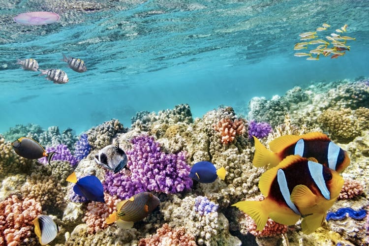 Korallenriffe in der Karibik sind ein wahres Tauchparadies. Die wunderschöne und farbenfrohe Unterwasserwelt ist wirklich reich und auch in kleinen Tiefen unglaublich farbenfroh. Selbst beim Schnorcheln sehen Sie das Schönste, was im klaren Meer verborgen ist.