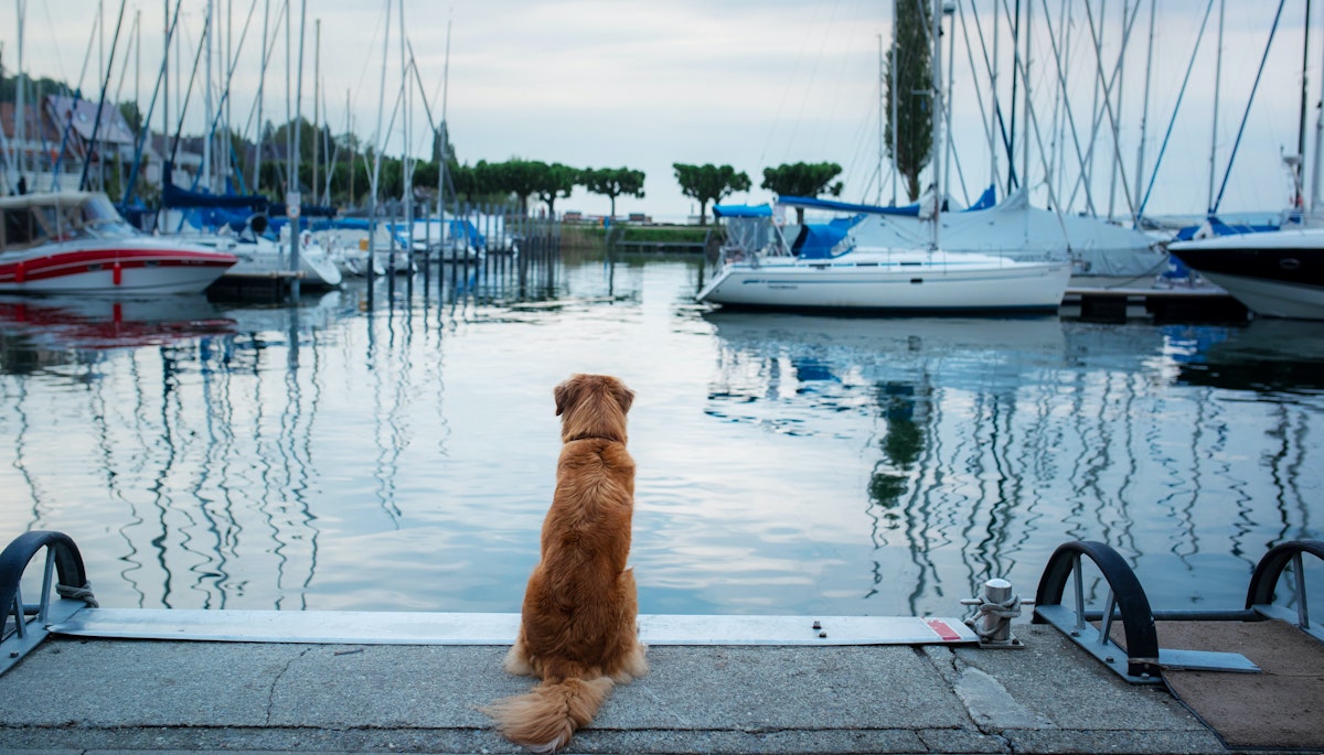 Vydejte se s vaším psím společníkem na úžasné dobrodružství, při kterém se ponoříte do světa lodní dopravy. Objevte tipy, bezpečnostní opatření a destinace vhodné pro psy!
