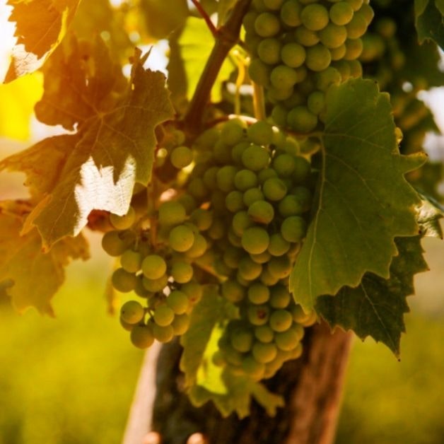 Best wineries and vineyards in Croatia