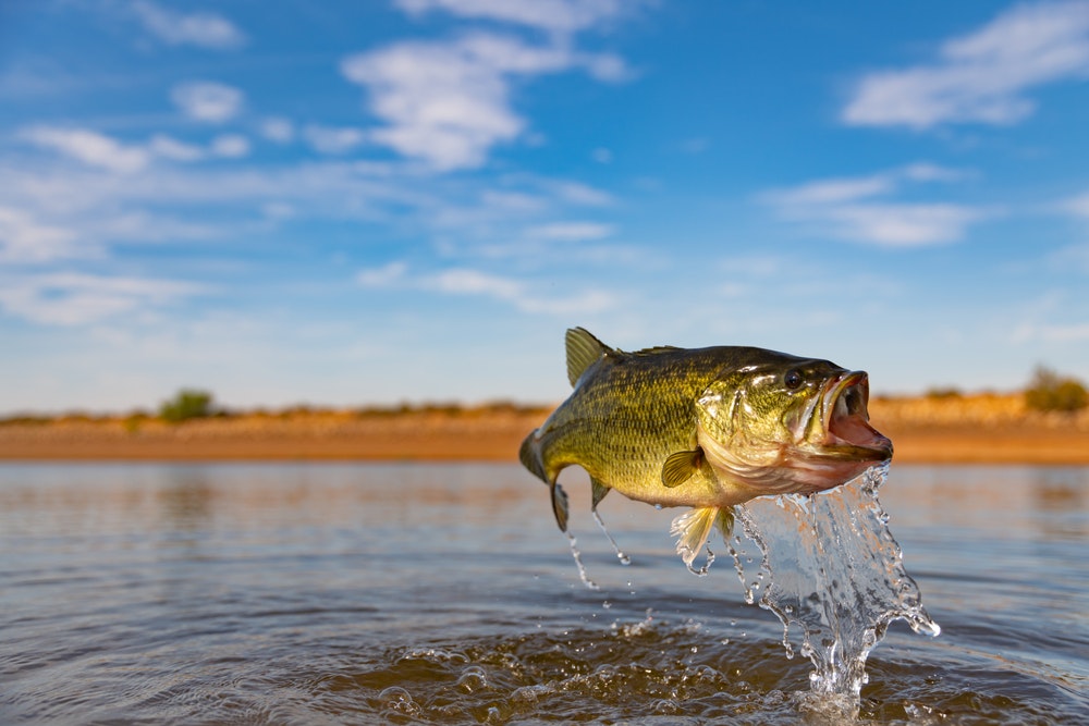 Discover the secrets of bass fishing success as we dive into techniques, gear, and pro tips that will take your angling adventures to new heights.