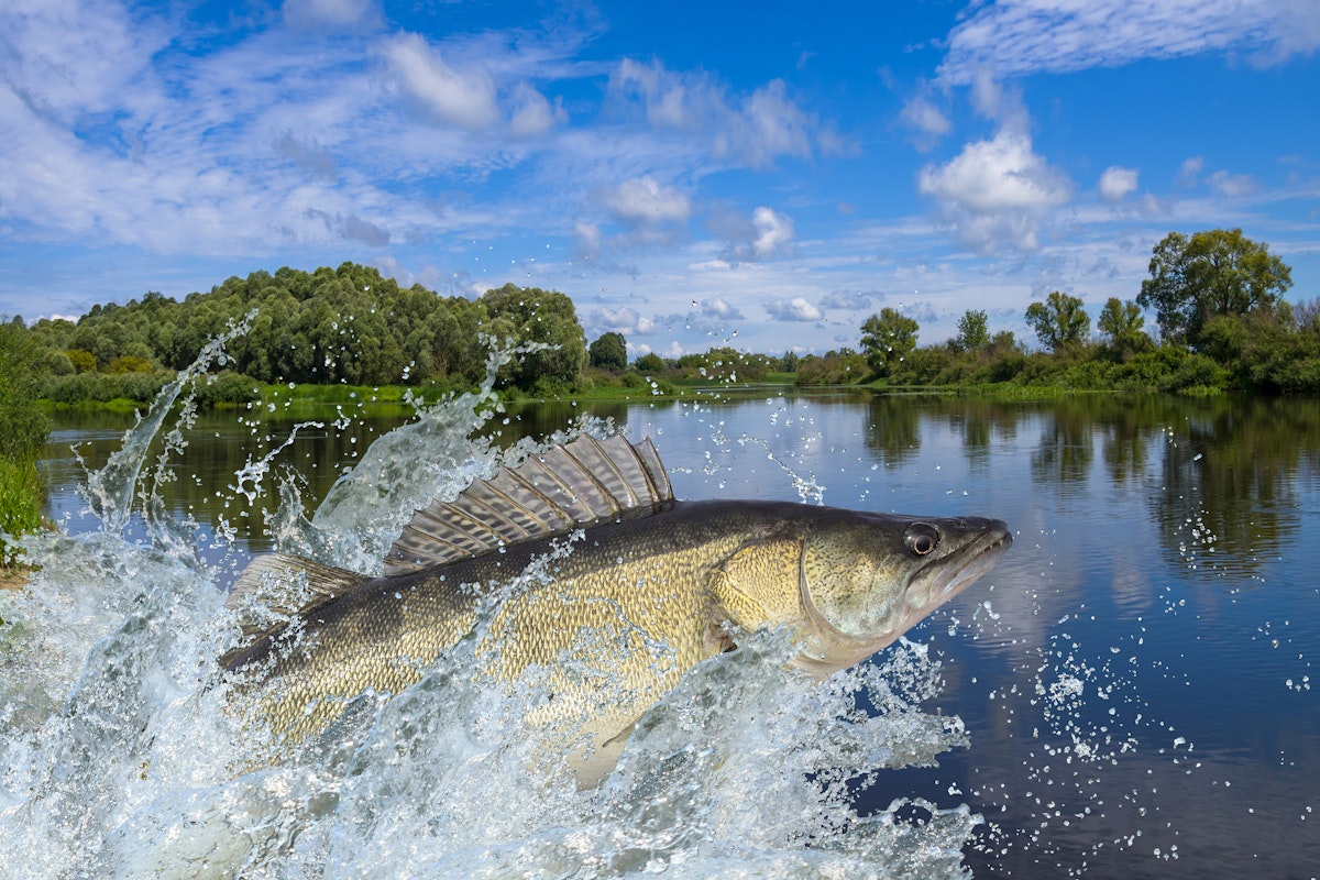 Embark on an exciting journey into the world of walleye fishing, exploring their habitats, behavior, and angling techniques.