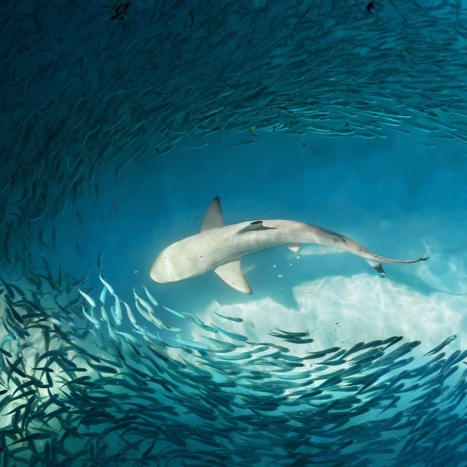 Haie in Kroatien, Griechenland, Italien, Frankreich und Spanien – wo sie leben und wie hoch die Wahrscheinlichkeit ist, dass sie angreifen.