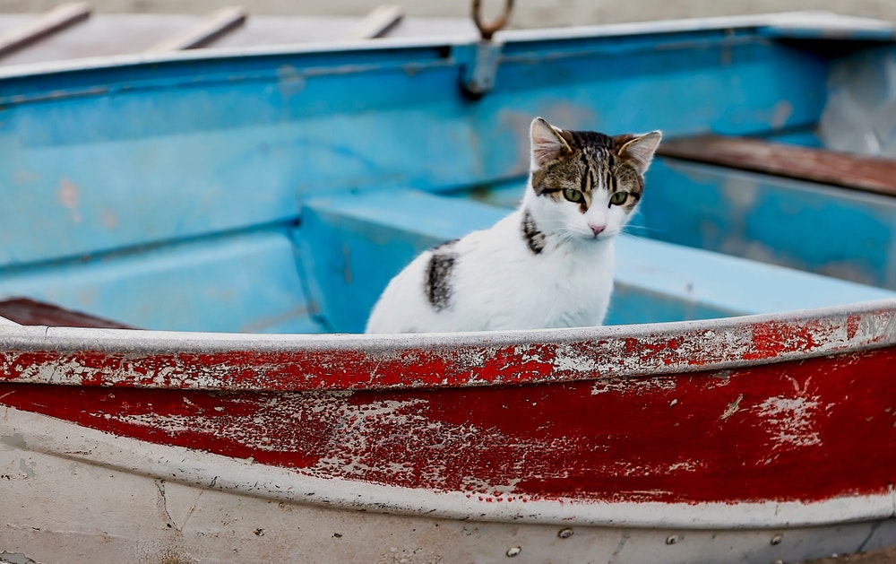 Vydejte se na jedinečnou plavbu do světa koček na plachetnicích. Na vás a vašeho chlupatého společníka čekají nezapomenutelné zážitky.