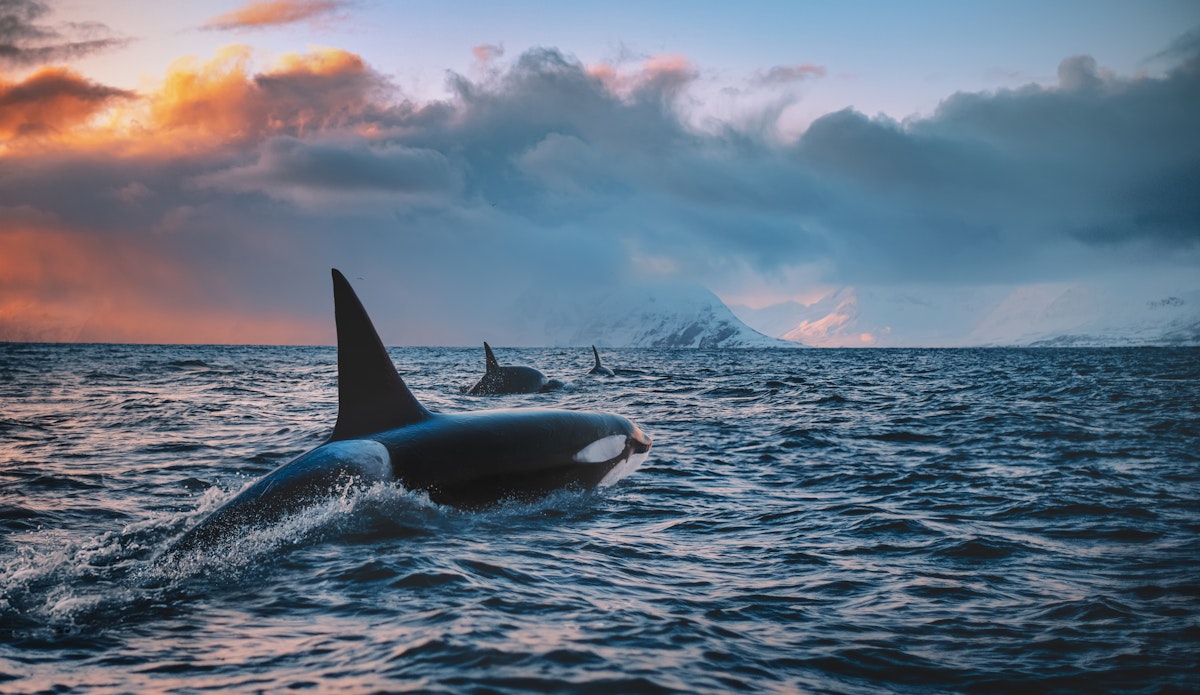 Dlaczego orki zatapiają łodzie u wybrzeży Hiszpanii i Portugalii? 
