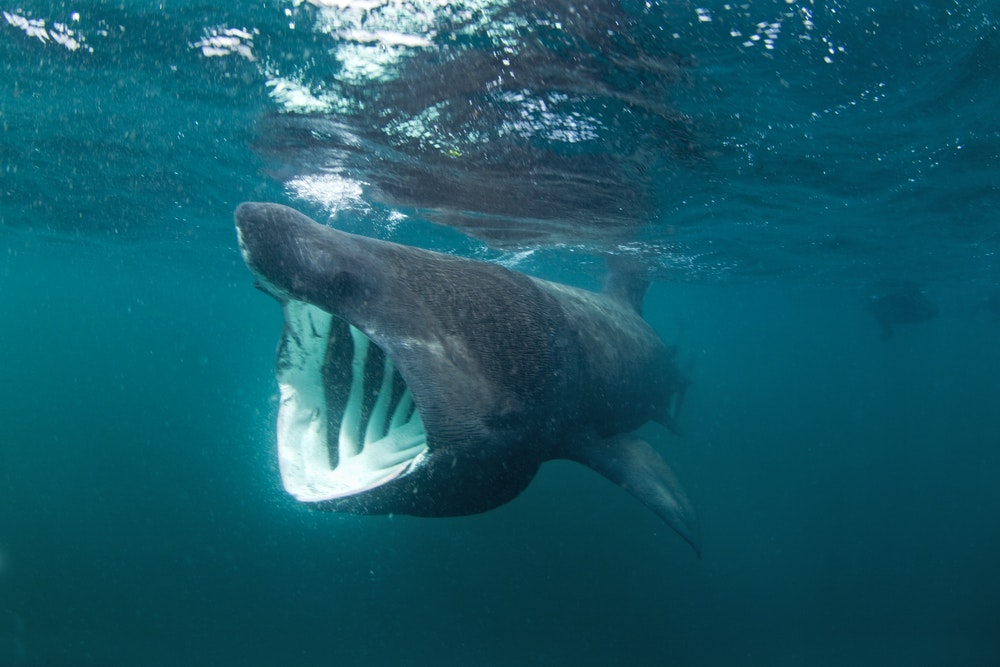 Les attaques de requins sont plus fréquentes dans l'Atlantique que dans le  Pacifique