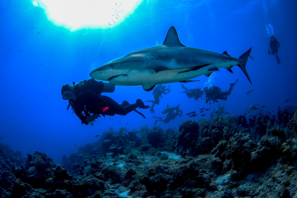 Ένας καρχαρίας κολυμπά ήρεμα στο πλευρό ενός δύτη στα κρυστάλλινα νερά των νησιών Τερκς και Κάικος.