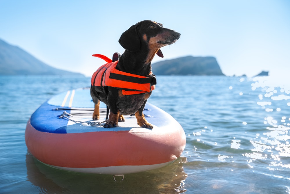 Dog on a paddleboard in a life jacket.