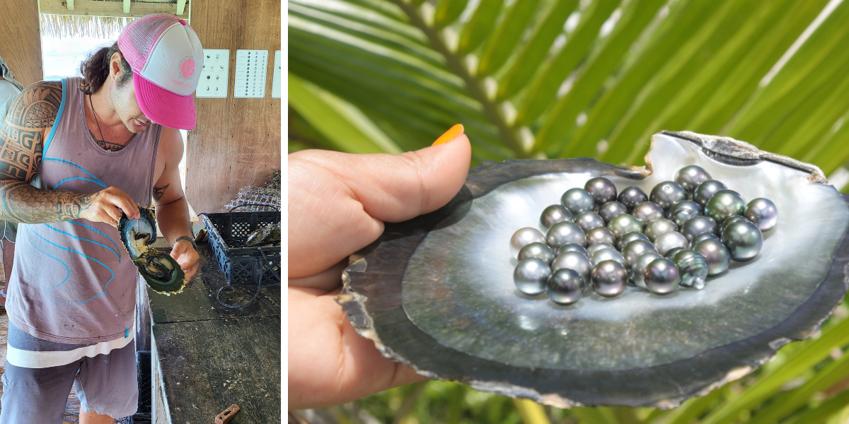 Černé perly, kultivované a právě sklizené na perlové farmě na atolu Fakarava, Tuamotus, Francouzská Polynésie. Fakarava, Tuamotus, Francouzská Polynésie.