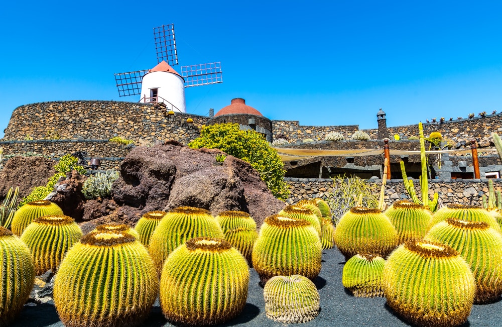 Guatiza köyündeki tropikal kaktüs bahçesinin (Jardin de Cactus) bir görünümü. Lanzarote, Kanarya Adaları, İspanya.
