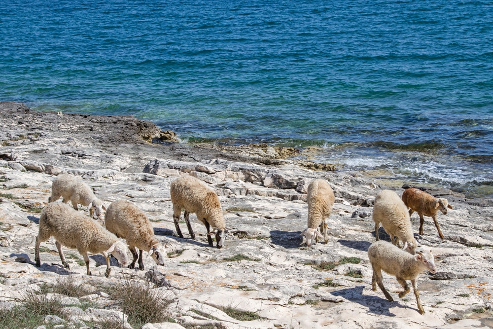 The landscape is inhospitable, but the locals graze their sheep. 