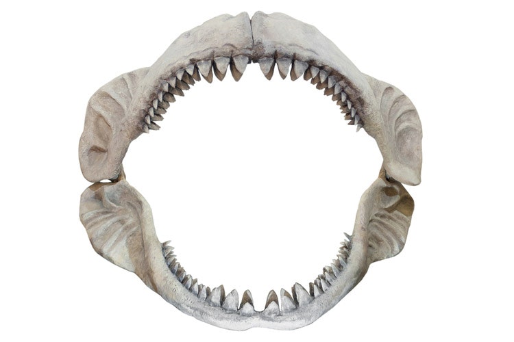 A shark's jaw