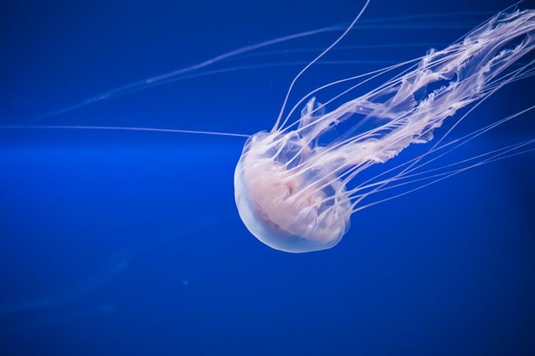 Při požahání medúzou je nutné zabránit dalšímu šíření toxinu