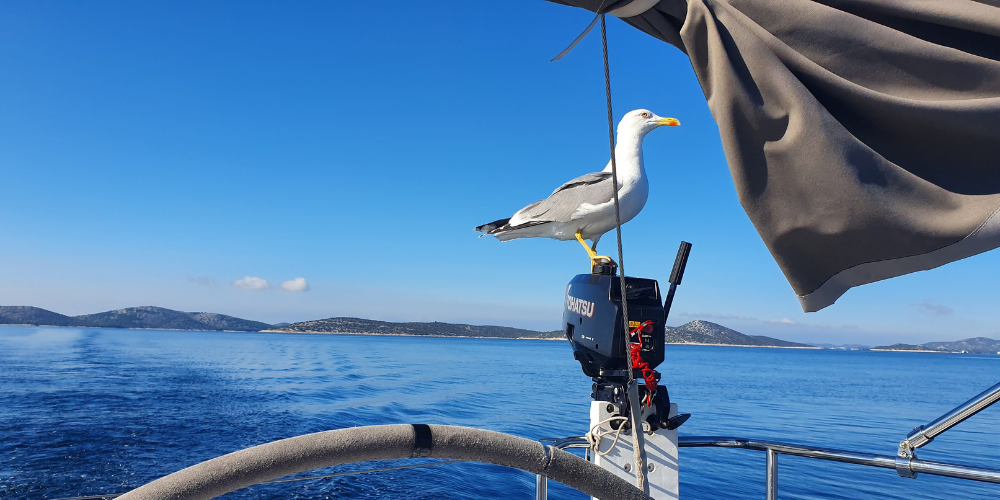 seagull on the engine