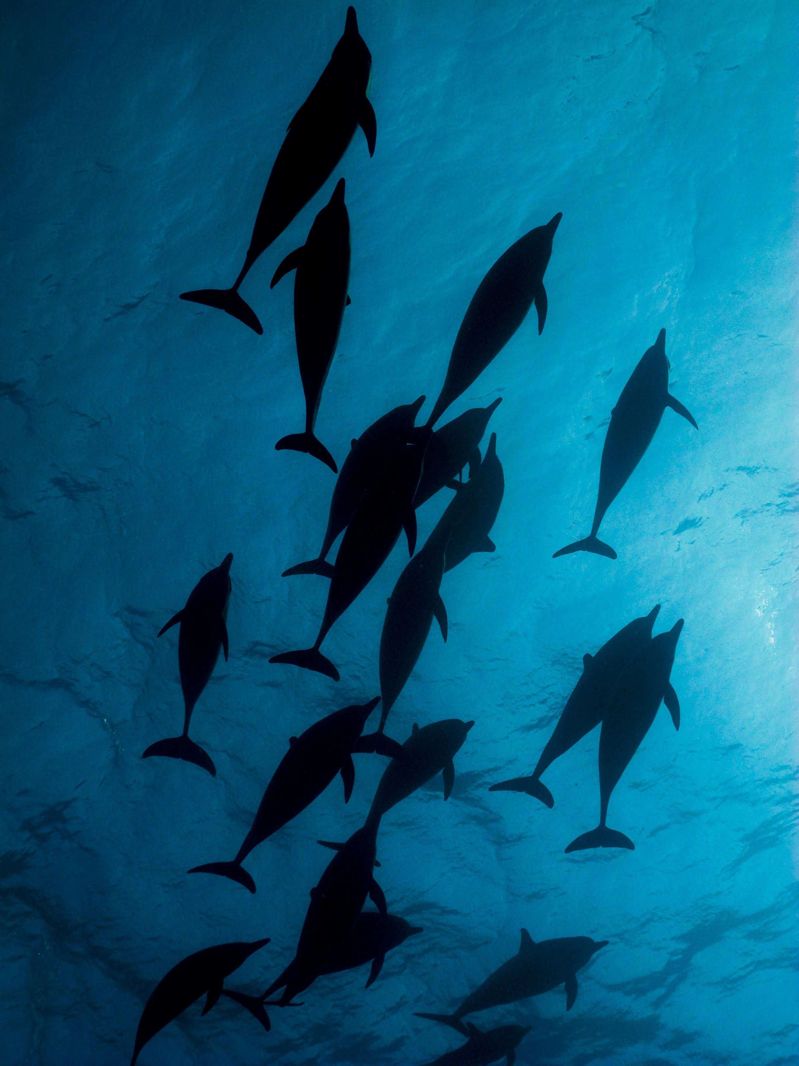 Delfiner fra en snorklers perspektiv