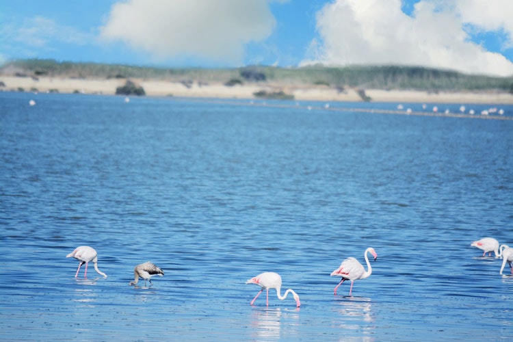 Flamingos in Sardinia live in several places