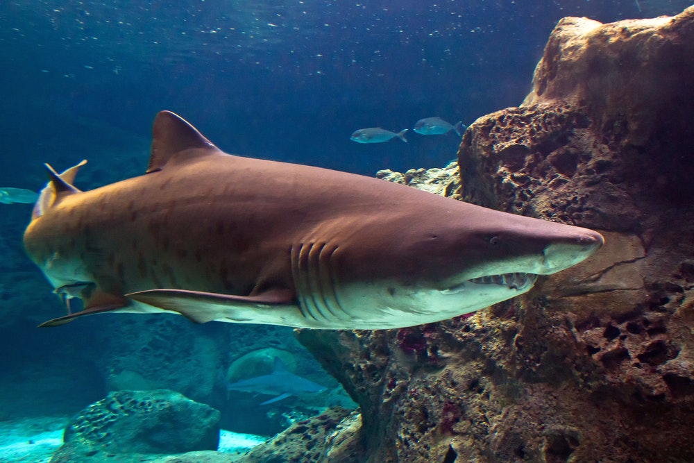 Купить акулу живую. Коричневая акула. Красная акула. Акула коричневого цвета. Тигровая акула в океанариуме.