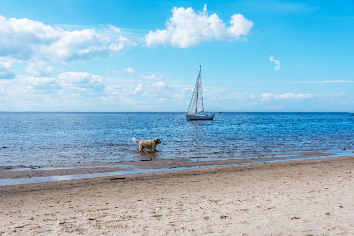 Hundefreundliches Bootfahren: Ein Leitfaden für das Segeln mit Ihren pelzigen Freunden