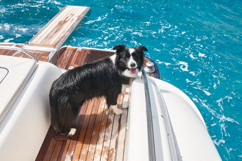 Glad hund border collie om bord på en yacht