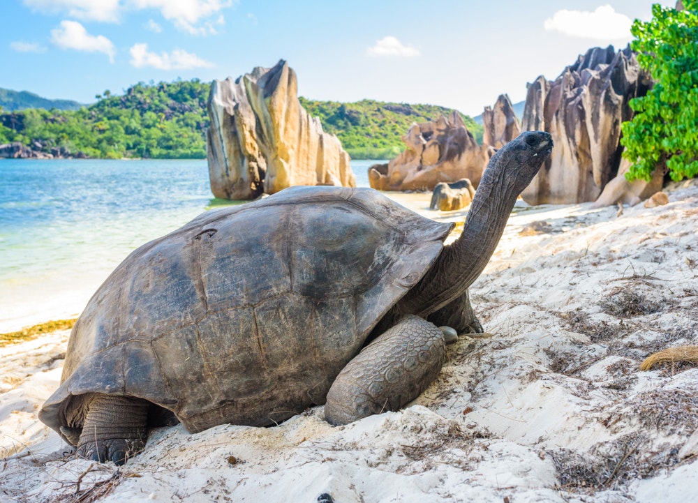 Aldabra-Riesenschildkröte auf den Seychellen, am Strand bei Praslin