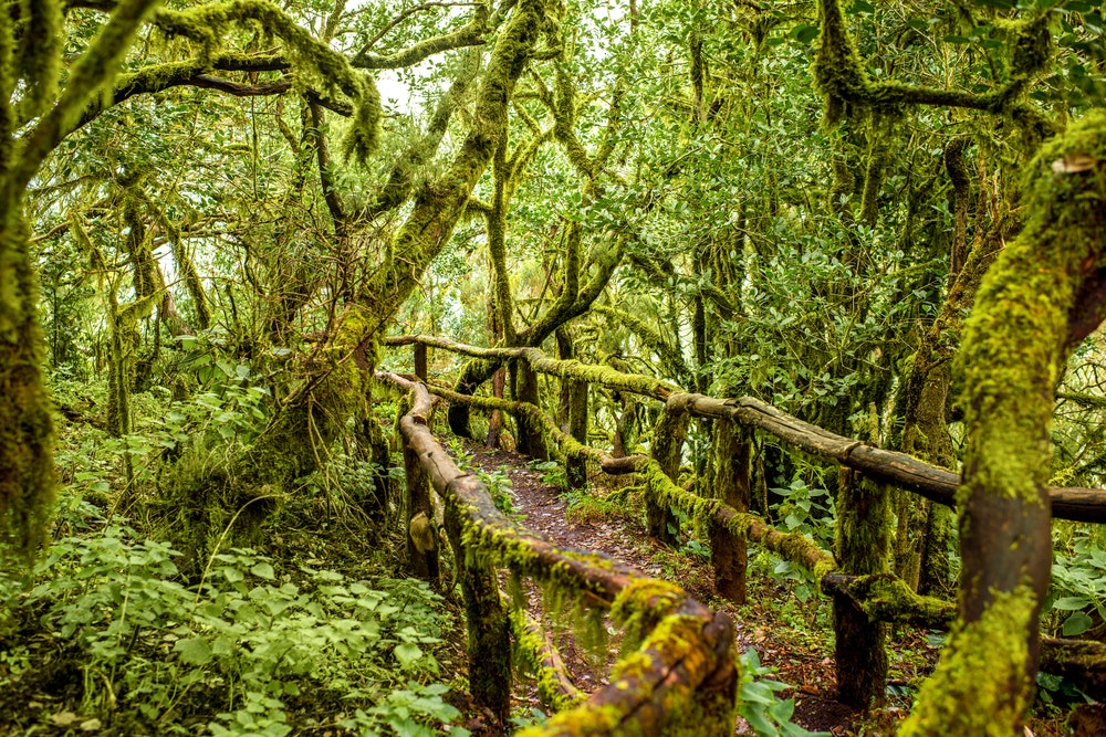 La Gomera adasında muhteşem yağmur ormanları, Parque Nacional de Garajonay, Kanarya Adaları, İspanya