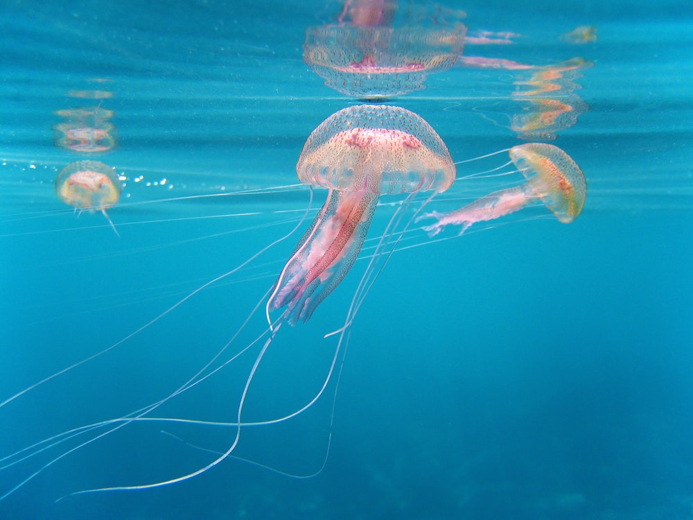 Nebezpečná medúza Pelagia Noctiluca
