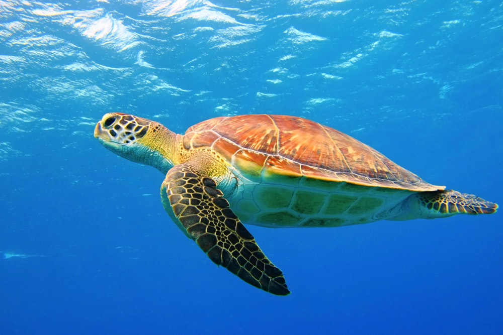 Zakintos, diğer şeylerin yanı sıra kaplumbağa plajlarıyla da ünlüdür