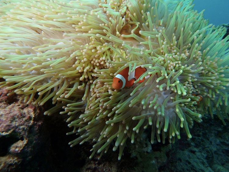 Snorkelling in coral reefs on Aguni Island