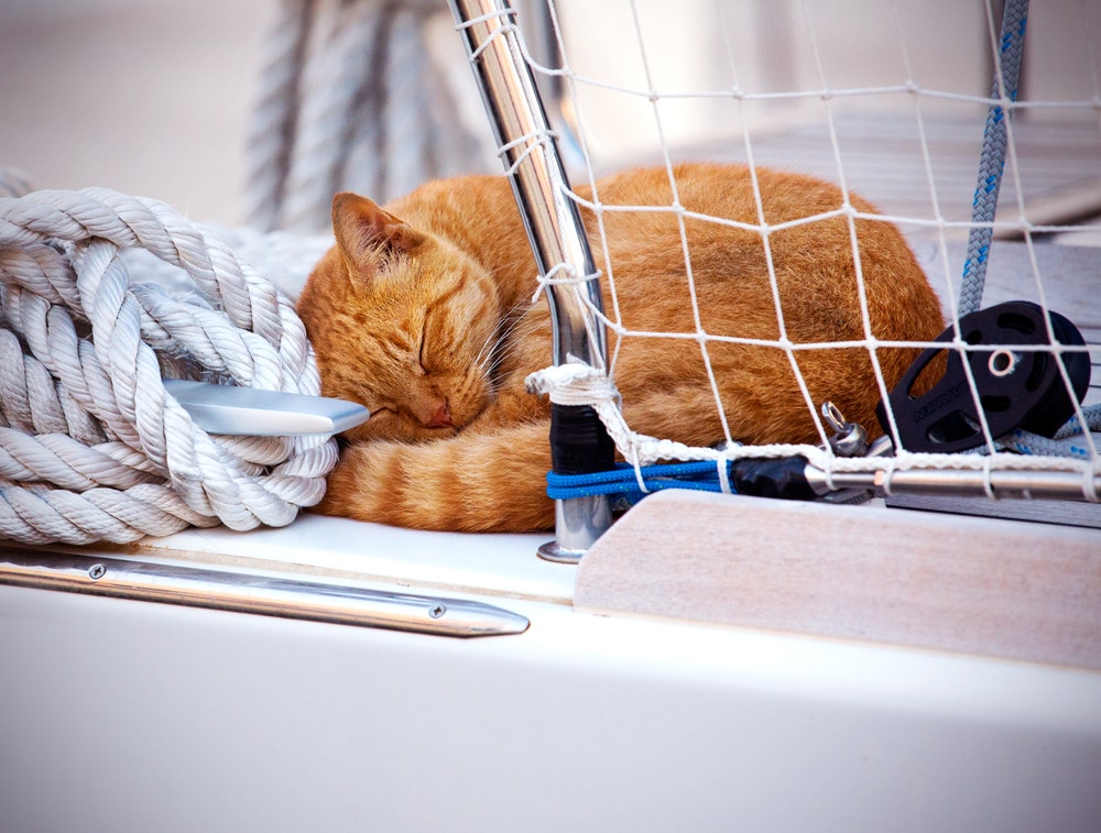 Οι γάτες μπορούν να είναι εκπληκτικά υπέροχοι σύντροφοι σε μια βάρκα. 