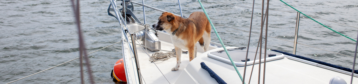 Sjøhunder: 7 tips for å seile med hunden din