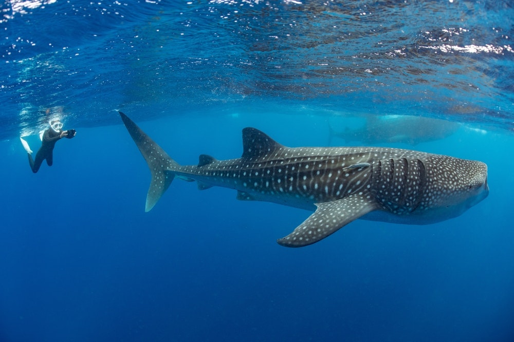Whale shark with a diver off Isla Mujeres, Mexico