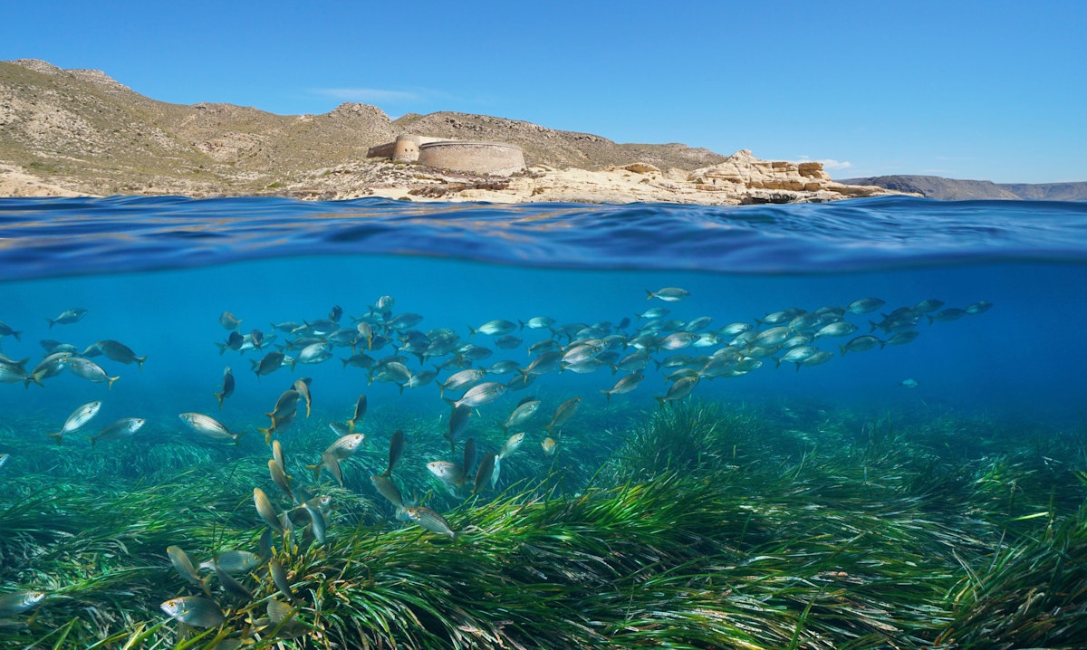 Schützen wir beim Ankern das Seegras – eines der ältesten Ökosysteme!