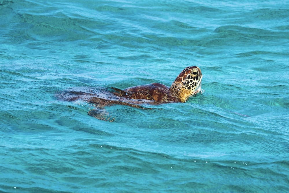 Želva v mořském parku Tobago Cays