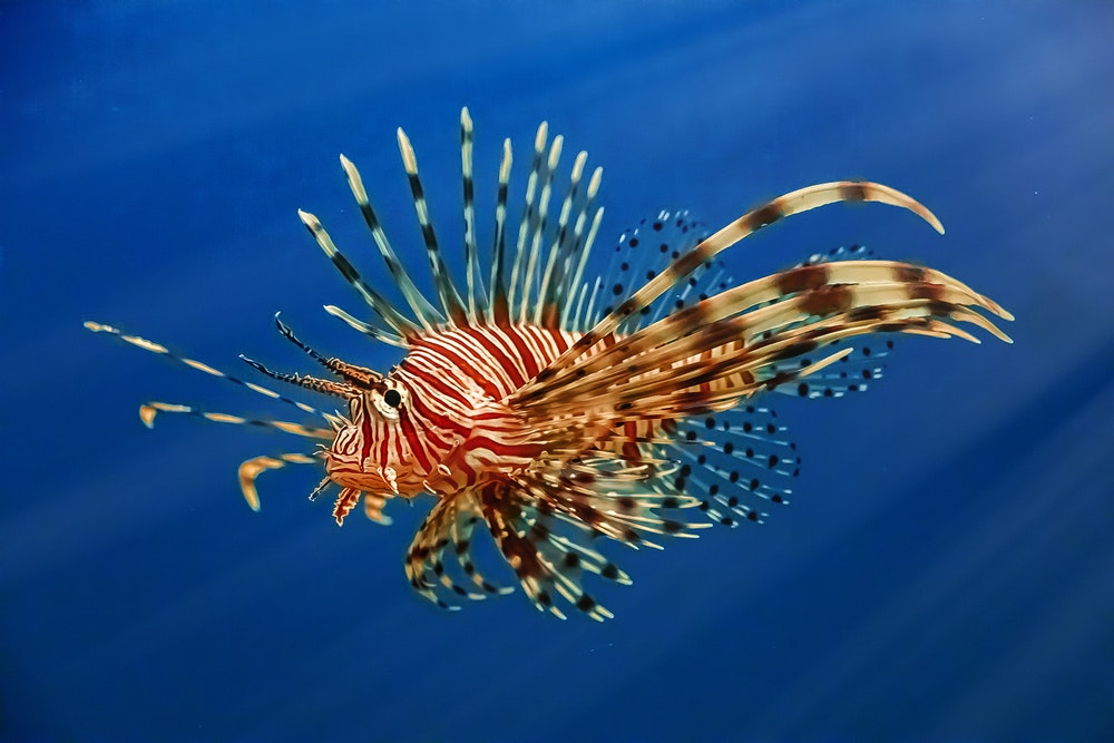 Zehirli bir balık, turuncu renkli deniz salyangozu (Pterois), 