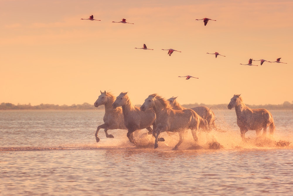 Camargue horses and flamingos in flight on the seashore