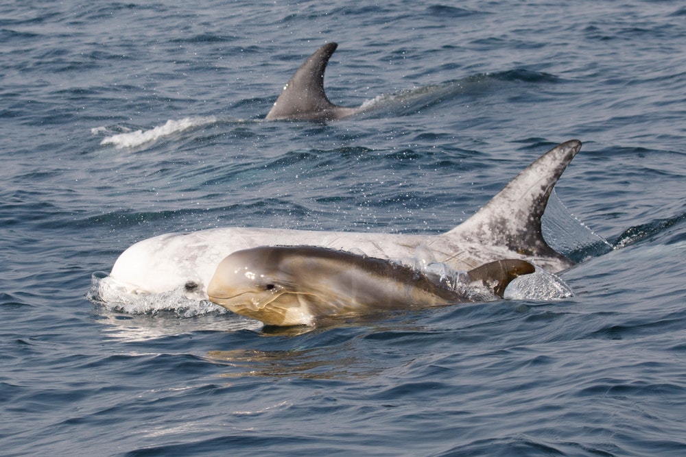 Rissos delfin eller grå delfin