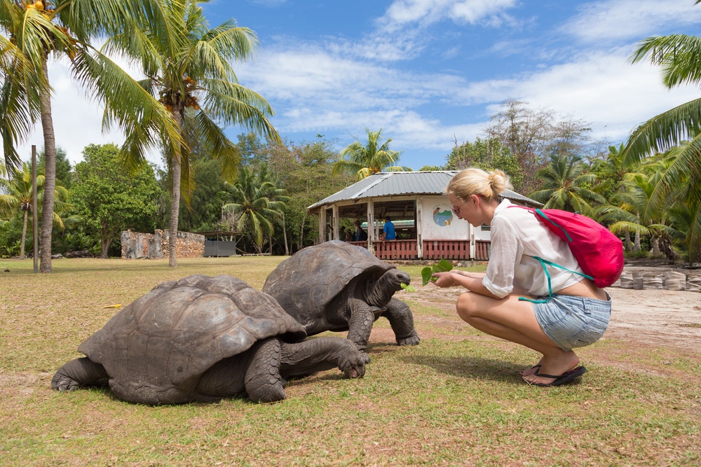 A tourist feeding and admiring the large old Aldabra giant tortoises, Aldabrachelys gigantea, at the Curieuse Island National Marine Park near Praslin, Seychelles.