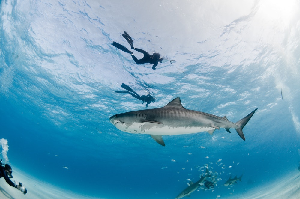 Attaque de requin: et si ça arrivait en Méditerranée? - Marsactu