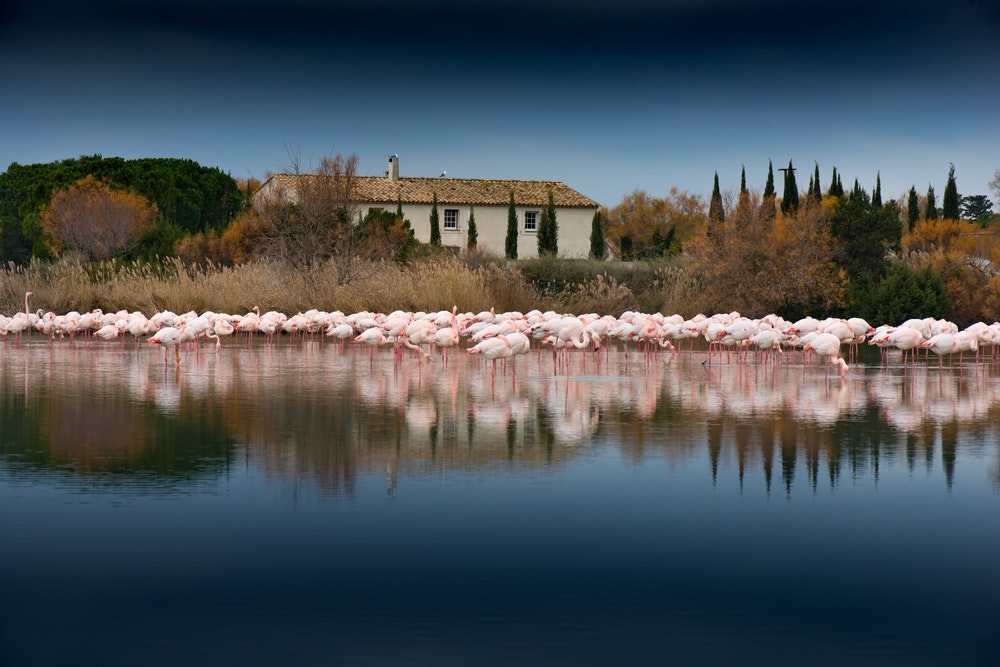 Flamingos in Camarque, Frankreich.