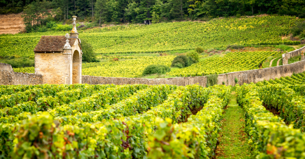 Vineyards in Burgundy 