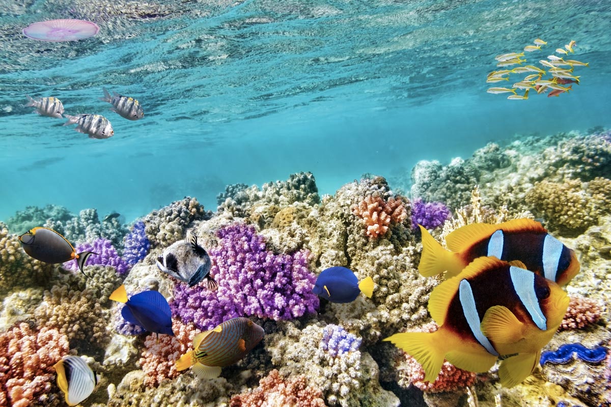 Hva bor i de karibiske korallrevene?