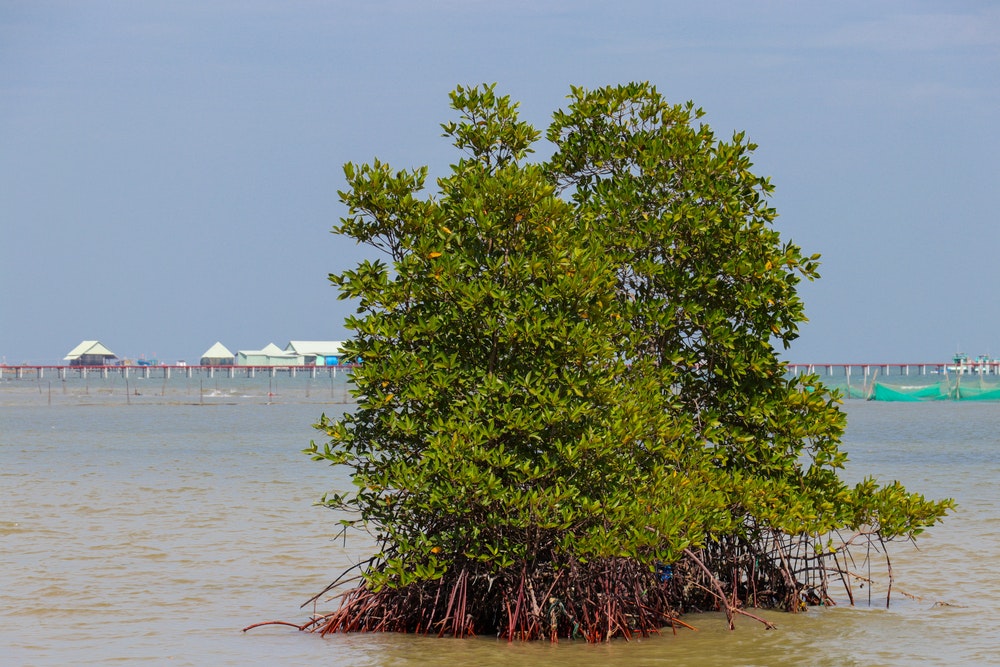 Among other things, mangroves are important for hardening the terrain, protecting the coast against erosion and cleaning the water.
