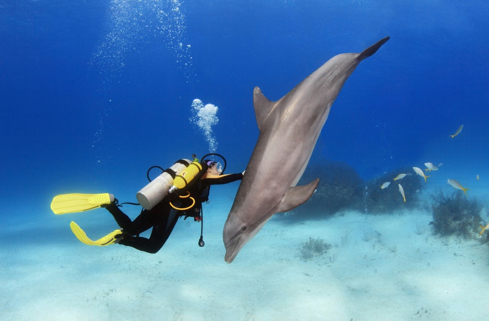 Taucher spielt mit einem Delfin