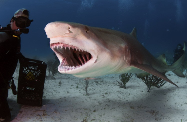 A diver peeks into the mouth of a lemon shark
