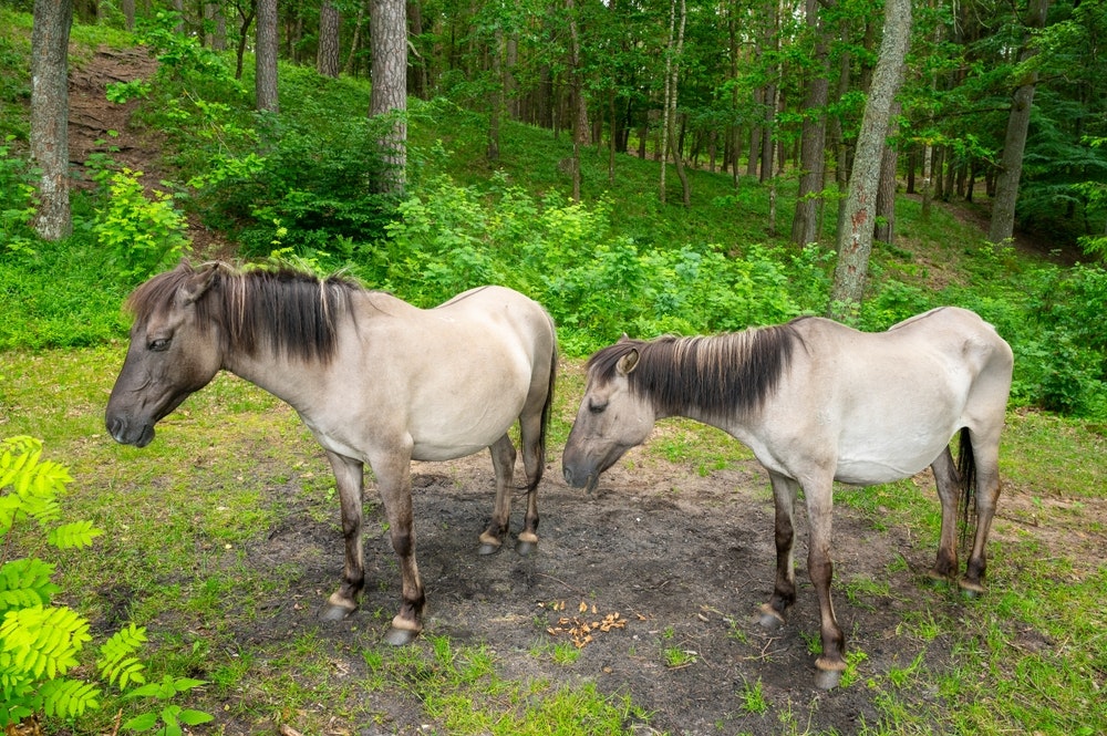 Divocí koně (polský kůň) v rezervaci Popielno na jezeře Bełdany, hříbě
