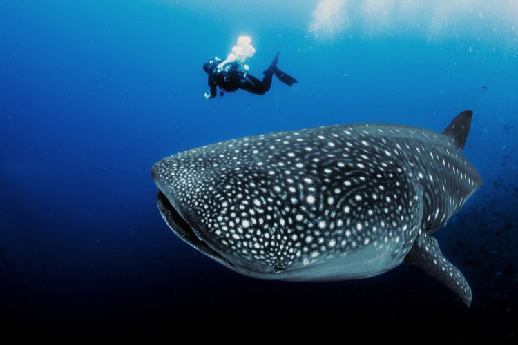 Basking köpekbalığı veya balina köpekbalığı, 20 metre uzunluğa kadar büyüyebilir, ancak yalnızca planktonla beslenir.