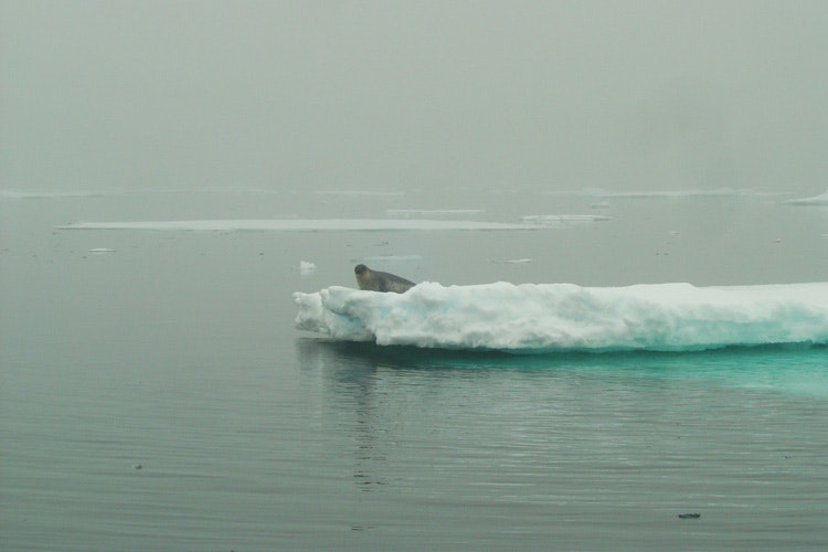 Tuleň na kusu ledové kry