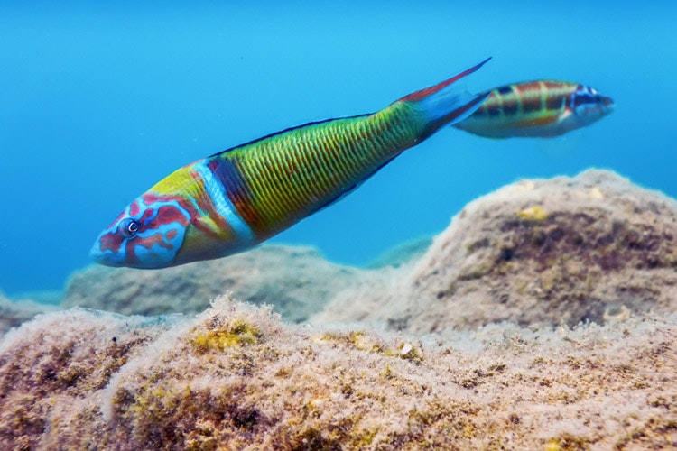 The ornate wrasse (thalassoma pavo) is a traditional guide for every diver