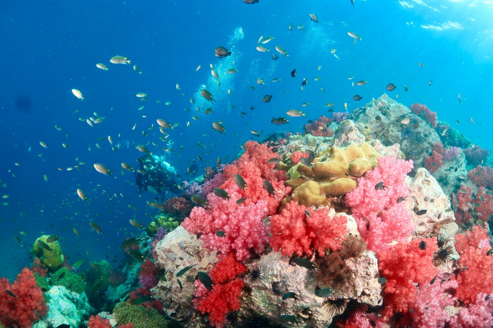 Phuket Adası açıklarında dalış, zengin su altı dünyası