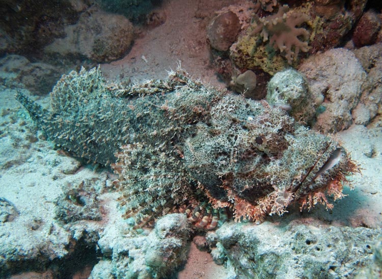 The stonefish can blend in with its surroundings perfectly